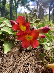 Amphilophium buccinatorium