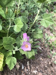 Malacothamnus lucianus