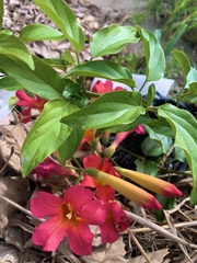 Amphilophium buccinatorium