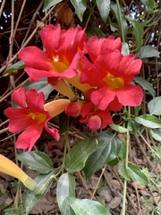 Amphilophium buccinatorium