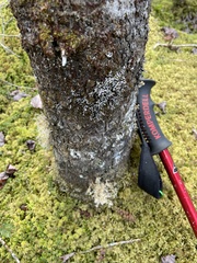 Sphaerophorus globosus