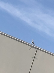 Larus californicus