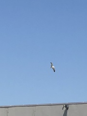 Larus californicus
