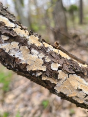 Steccherinaceae