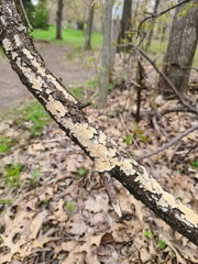 Steccherinaceae