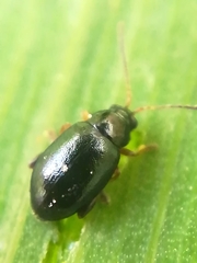 Aphthona nonstriata