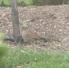 Prunella modularis occidentalis