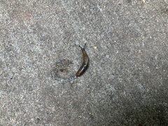 Milacidae