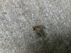 Milacidae