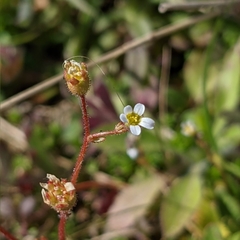 Saxifraga tridactylites