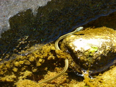 Thamnophis hammondii