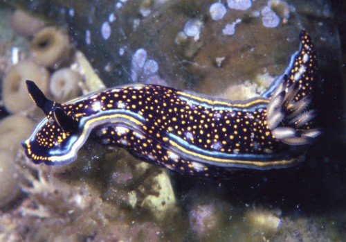 Agassiz's Chromodorid
