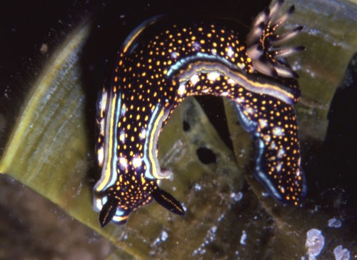 Agassiz's Chromodorid