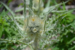 Cirsium hookerianum