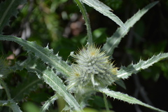 Cirsium hookerianum