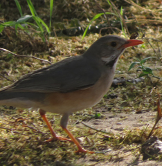 Turdus libonyana