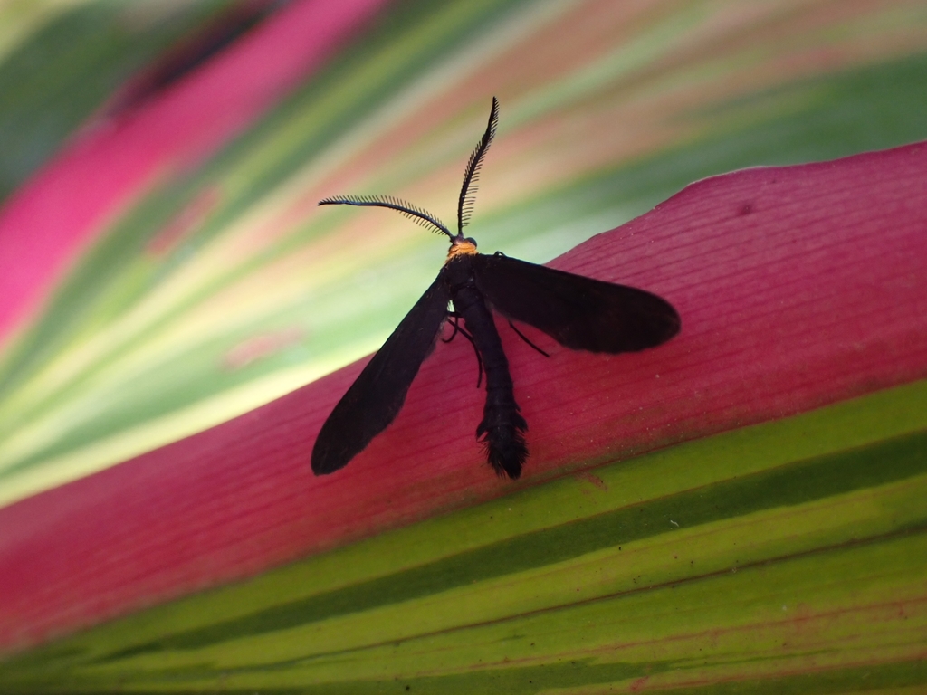 Grapeleaf Skeletonizer Moth