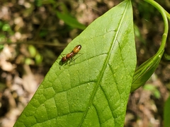 Camponotus snellingi