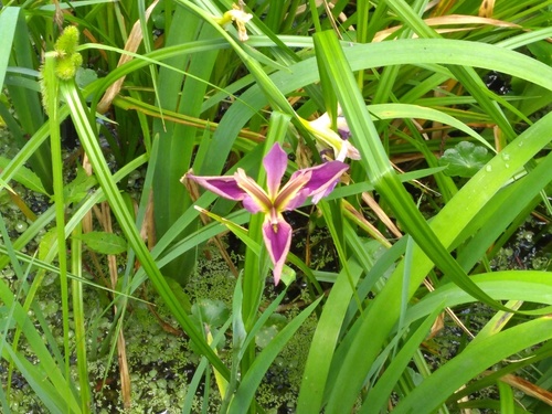 Iris × vinicolor, photograph 1