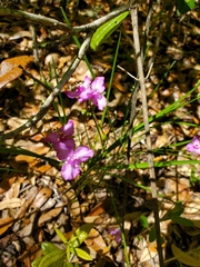 Callisia ornata