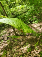 Camponotus snellingi