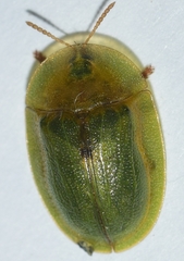Cassida deflorata