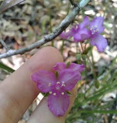 Callisia ornata