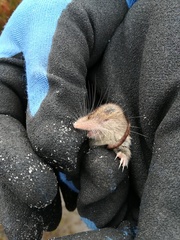 Myosorex varius