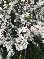 Prunus