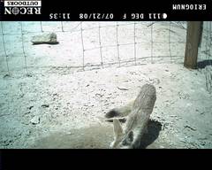 Vulpes macrotis macrotis