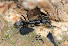 Ophthalmopone hottentota