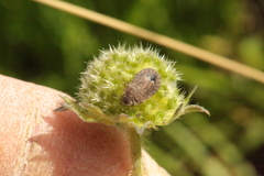 Sciocoris macrocephalus