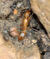 Camponotus cuneiscapus
