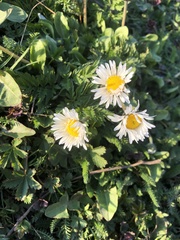 Bellis perennis