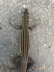 Aspidoscelis uniparens