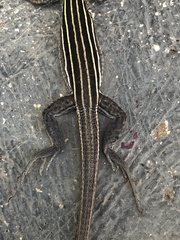 Aspidoscelis uniparens