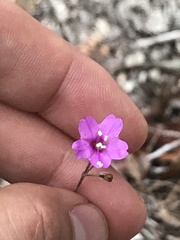 Boerhavia linearifolia