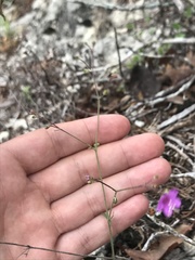 Boerhavia linearifolia