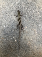 Aspidoscelis uniparens