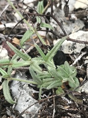 Boerhavia linearifolia
