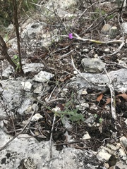 Boerhavia linearifolia