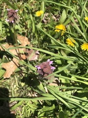 Lamium purpureum