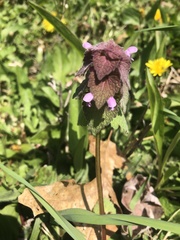 Lamium purpureum