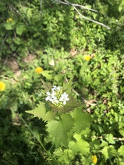 Alliaria petiolata