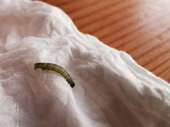 Lepidoptera