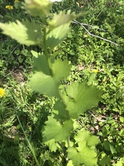 Alliaria petiolata