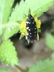 Acmaeodera ornata