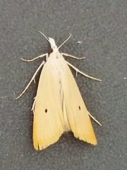 Scirpophaga incertulas