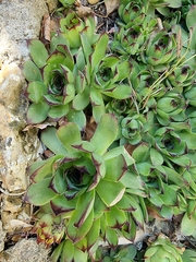 Sempervivum tectorum