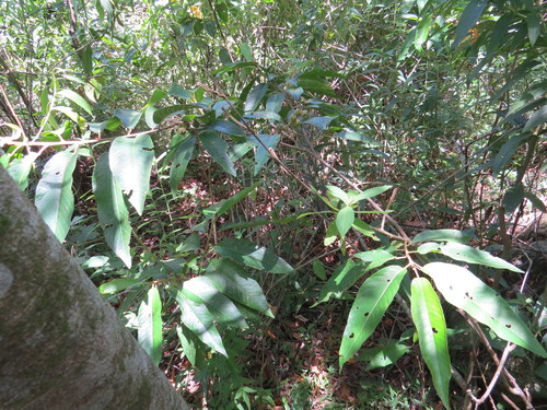 Croton organensis